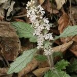 Ajuga nipponensis Flower