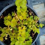 Lysimachia nummularia Blad