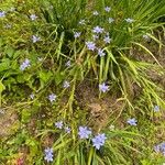 Aristea ecklonii Flower