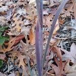 Schizachyrium scoparium Blatt