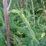 Cirsium heterophyllum Fruit