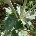 Eryngium giganteum Blatt