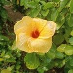 Hibiscus ovalifolius Квітка