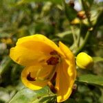 Senna × floribunda Flower