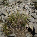 Carex glacialis Habitatea