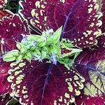 Coleus decurrens Frunză