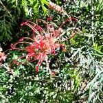 Grevillea banksii Flower