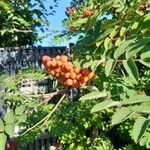 Sorbus aucupariaഫലം