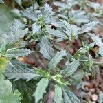 Solanum triflorum পাতা