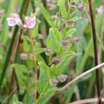 Scutellaria minor Fruit