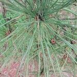 Pinus rigida पत्ता