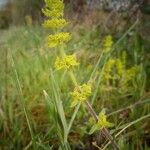 Cruciata laevipesFiore