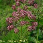 Thapsia nestleri Blüte