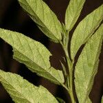 Sida cuspidata Hoja