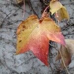Parthenocissus tricuspidata Folla