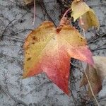 Parthenocissus tricuspidata Blad