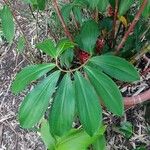 Tapeinochilos ananassae Leaf