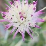 Centaurea bruguieriana Kvet