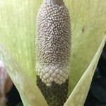 Amorphophallus amygdaloides Flower