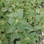 Atriplex rosea Leaf