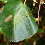 Tilia cordata Lehti