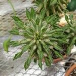 Euphorbia schubei Blad