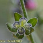 Cynoglossum montanum Ffrwyth