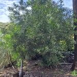 Phillyrea angustifolia Blatt
