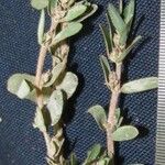Euphorbia thymifolia Annet