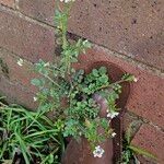 Cardamine flexuosa Hábito