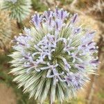 Echinops sphaerocephalus Blüte