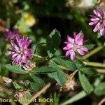 Trifolium resupinatum Other