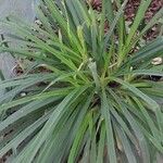 Carex sylvatica पत्ता