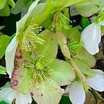 Helleborus niger Egyéb