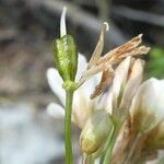 Nothoscordum bivalve Fruto