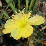 Oenothera affinis Flor
