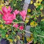 Hesperantha coccinea Virág