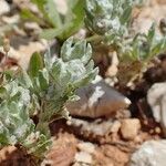 Bombycilaena erecta عادت داشتن