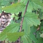 Aster ageratoides Fuelha