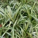 Chlorophytum capenseഇല