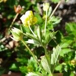 Potentilla erecta Other