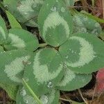 Trifolium repens 叶