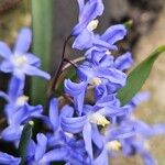 Scilla luciliae Flower