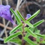 Scutellaria angustifolia