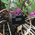 Dendrobium glomeratum 樹皮