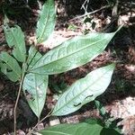 Duguetia surinamensis Leaf