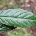 Dendrobangia boliviana Leaf