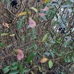 Ligustrum vulgare Habitat