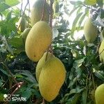 Mangifera indica Плод