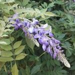 Wisteria sinensis Flor
